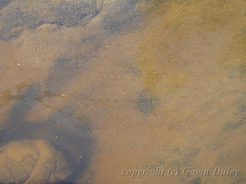 Murky water, river, Dangar Falls IMGP0798.JPG